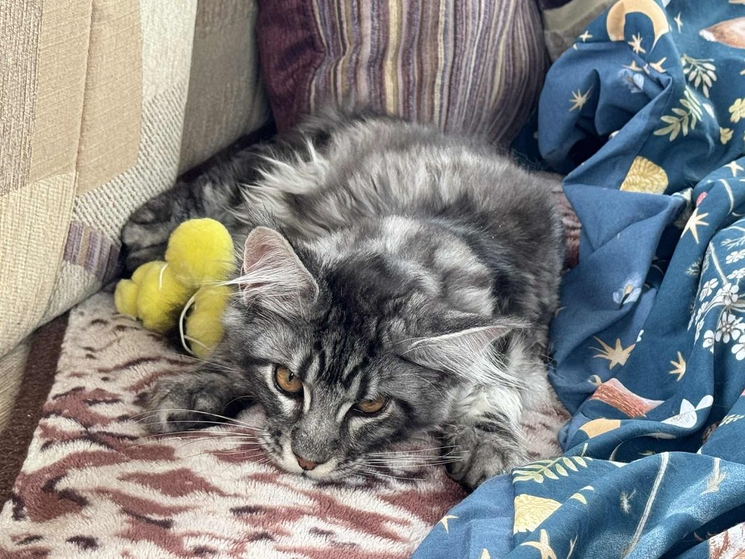 Maine Coon boy (2)