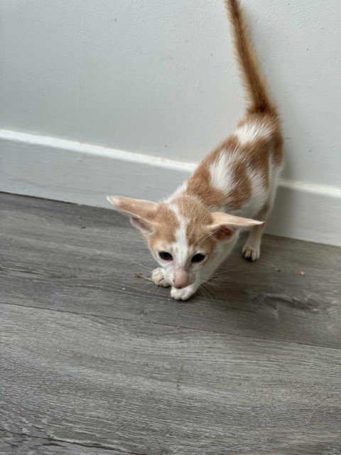 august 2025 kittens (6)